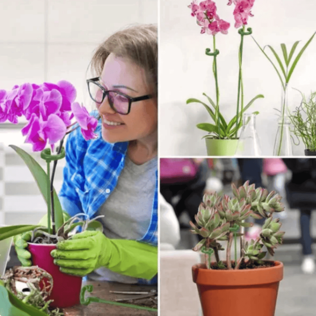 Kit com 10 Hastes de Suporte para Plantas – Estabilidade e Crescimento Saudável | Loja Bosque