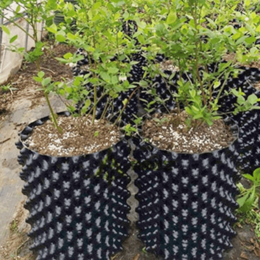 Vaso Treinador Rápido para Crescimento de Bonsai, Árvores e Transplante de Plantas | Loja Bosque