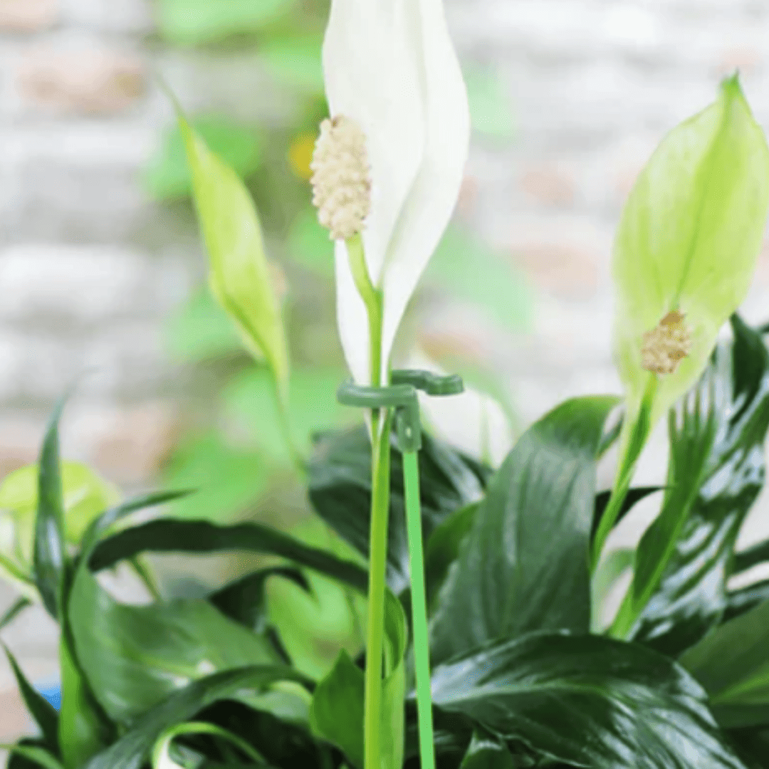 Kit com 10 Hastes de Suporte para Plantas – Estabilidade e Crescimento Saudável | Loja Bosque